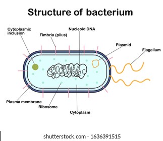 Structure of bacterium on white background - it contained DNA, flagellum, plasmid, ribosome and other component