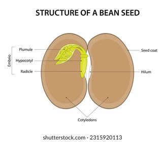 Estructura de una semilla de Bean. Diagrama etiquetado.