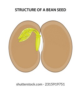 Structure of a Bean Seed. Diagram unlabelled.