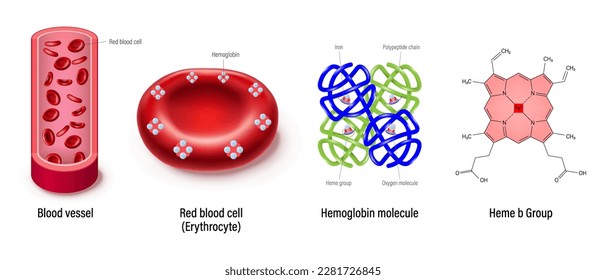 Structure of blood vessel, red blood cell, hemoglobin molecule and Heme b group. Heme groups, α and β subunits, iron atoms and oxygen molecule.