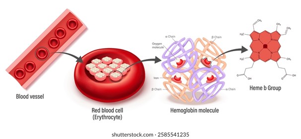Structure of blood vessel, red blood cell, hemoglobin molecule and Heme b group. Heme groups, α and β subunits, iron atoms and oxygen molecule.