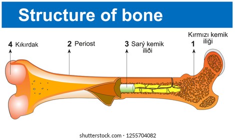 32,605 Bird bones Images, Stock Photos & Vectors | Shutterstock