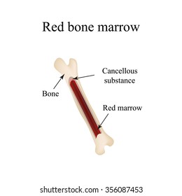 The Structure Of The Bone Marrow. Infographics. Vector Illustration.