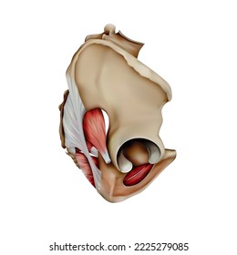 The structure of the bones and muscles of the human pelvis. Side view. Vector 3D illustration