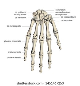 Hand Bones Images, Stock Photos & Vectors | Shutterstock
