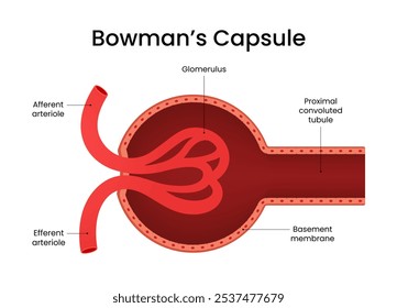 Estrutura da Cápsula Bowman