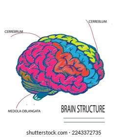 STRUCTURE OF BRAIN PARTS OF BAIN CEREBRUM CERREBLUM MEDOLA OBLANGATA VECTOR ILLUSTRATION EPS