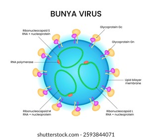 Structure of Bunya Virus Anatomy
