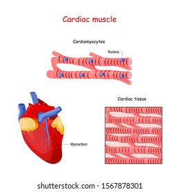 Structure Of Cardiac Muscle Fibers. Anatomy Of Cardiomyocyte. Background Of Heart Muscle Tissue. Set Of Vectors Illustrations For Education, Sports And Medical Use.