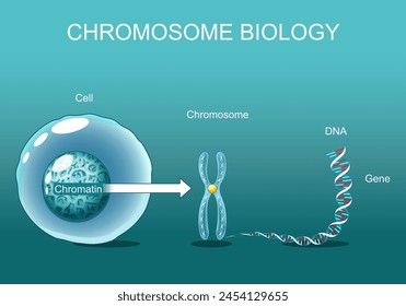 Structure of Cell. Chromatin. Chromosome biology. From cell to Chromosome, Gene, and DNA. Genome sequence. Vector poster. Isometric Flat illustration.