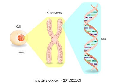 Structure Cell Chromosome Dna Molecular Biology Stock Vector (Royalty ...