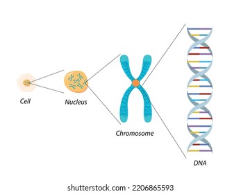 Estructura de células, cromosomas y ADN. Biología molecular