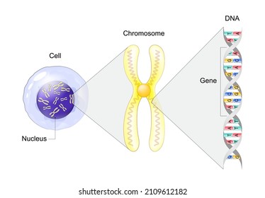 Structure of Cell. From Gene to DNA and Chromosome. genome sequence. Molecular biology. Vector illustration