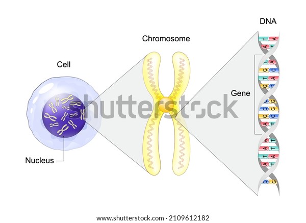 Structure of Cell.\
From Gene to DNA and Chromosome. genome sequence. Molecular\
biology. Vector\
illustration