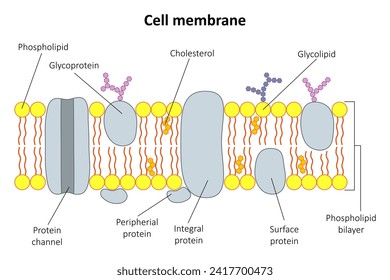 Die Struktur der Zellmembran. Abbildung.