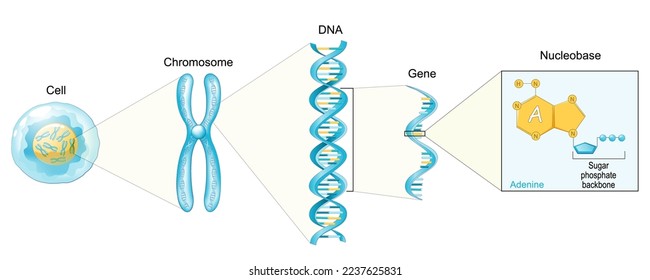 Structure of Cell. From Nucleobase like adenine to Gene, DNA and Chromosome. genome sequence. Molecular biology. Vector poster