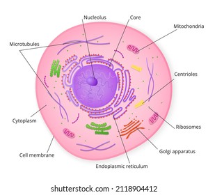 Structure of cell with signed particles. Colorful structure with microscopic elements of golgi apparatus and ribosomes accumulation of mitochondria and cytoplasm in vector endoplasmic reticulum.