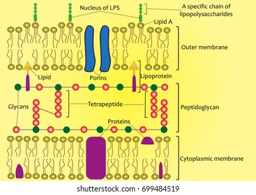 Structure Of The Cell Wall Of Gram-negative Bacteria (scheme) 