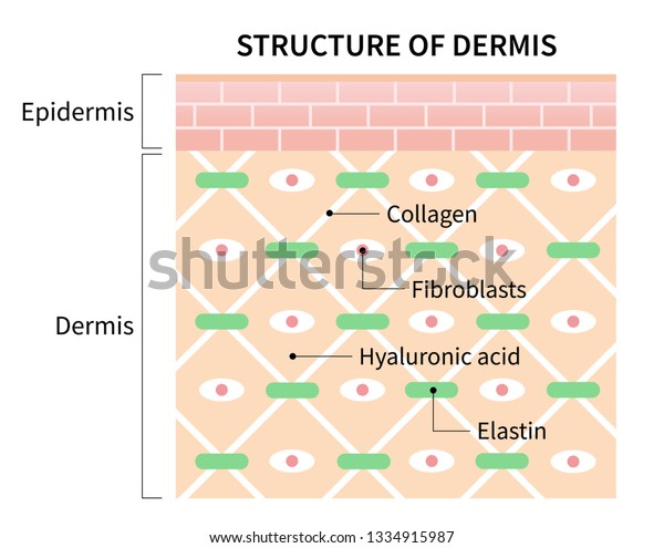 Structure Cells Dermis Illustration Isolated On Stock Vector (Royalty ...