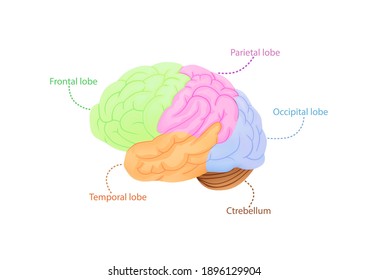 Structure of cerebral cortex illustration. Colored anatomical regions responsible for intelligence and movement through nervous vector system.