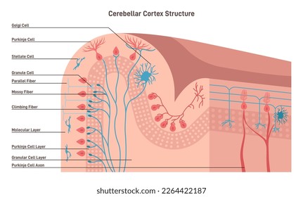 Structure of the cerebral cortex. Outer layer of neural tissue of the cerebrum of the brain, responsible for cognition and consciousness. Flat vector illustration