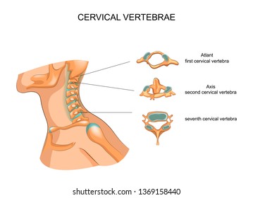 structure of the cervical vertebrae