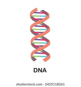 The structure chemical of a DNA molecule is essential to its function.DNA structure. Nitrogen base. Thymine, Adenine, Cytosine and Guanine, Sugar and phosphate group. DNA nucleotide. Deoxyribonucleic 