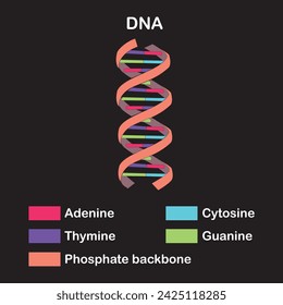 The structure chemical of a DNA molecule is essential to its function.DNA structure. Nitrogen base. Thymine, Adenine, Cytosine and Guanine, Sugar and phosphate group. DNA nucleotide. Deoxyribonucleic 