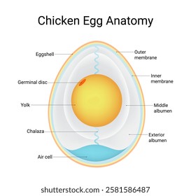 Structure of Chicken Egg Anatomy