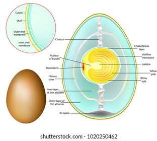 The structure of a chicken egg. Chicken Egg Development