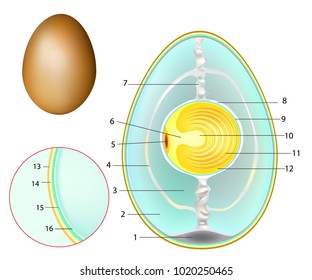 The structure of a chicken egg. Chicken Egg Development