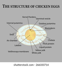 The structure of chicken eggs. Vector illustration.