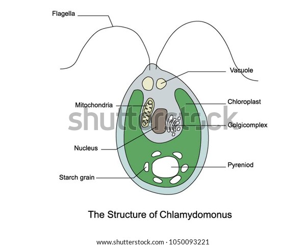 Chlamydomonas Labeled Diagram