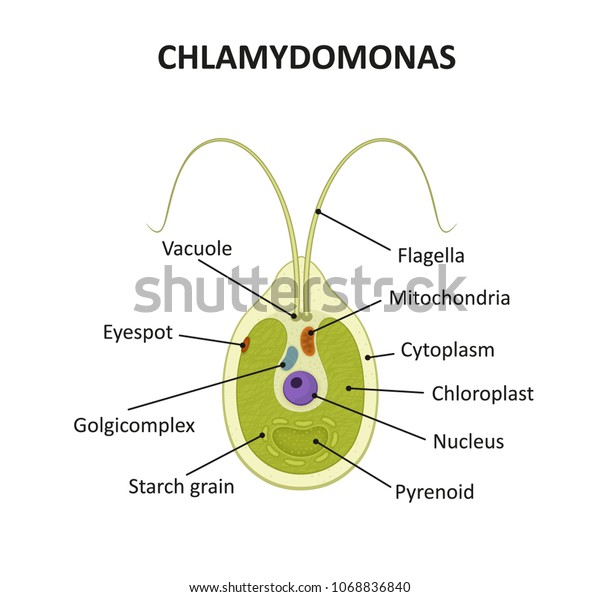 Chlamydomonas Labeled Diagram