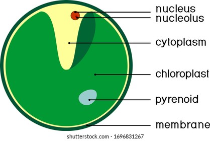 Structure of Chlorella (single-celled green algae) with titles isolated on white background