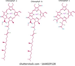 Structure of chlorophyll / a, b, c1 / molecular formula / vector