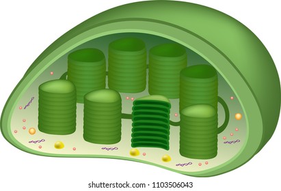 Structure of Chloroplast