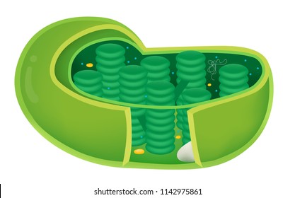 Structure Of Chloroplast