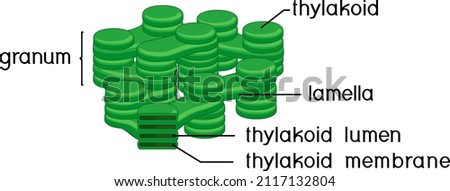 Structure of chloroplast granum and thylakoid isolated on white background Stock photo © 