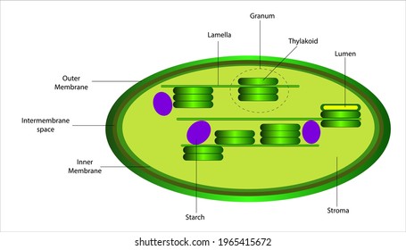 Structure of the chloroplast of a plant cell