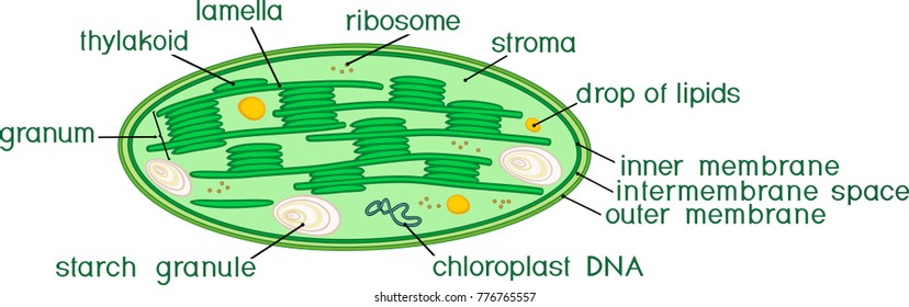 Structure of chloroplast with titles