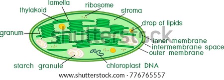 Structure of chloroplast with titles Stock photo © 