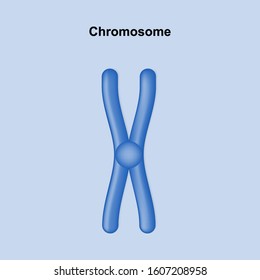 Structure of chromosome design vector