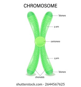 Estructura del cromosoma. Infografía. Estudio biológico. cromátidas, centrómeros, telómeros, brazo y brazo. Vector utilizado para la educación científica y médica.