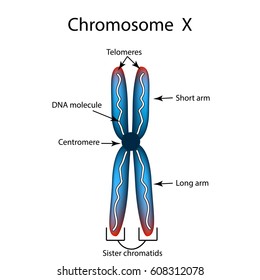 Image result for diagram of chromosomes