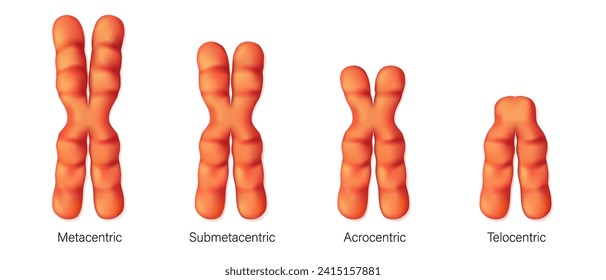 Structure of chromosome types vector. Metacentric, Submetacentric, Acrocentric, Telocentric. Classification of chromosomes to the position of centromere.