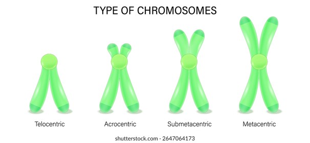 Estrutura do vetor de tipos cromossômicos. Metacêntrico, Submetacêntrico, Acrocêntrico, Telocêntrico. Classificação dos cromossomas na posição do centrômero.