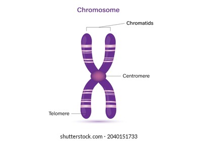 Structure Chromosome Vector Infographics Biological Study Stock Vector ...