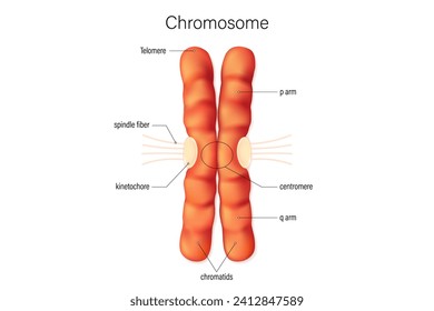 Structure of chromosome vector. Infographics. Biological study. chromatids, centromere, telomere, p arm and q arm.