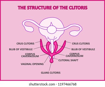 How Do You Spell Clitoris